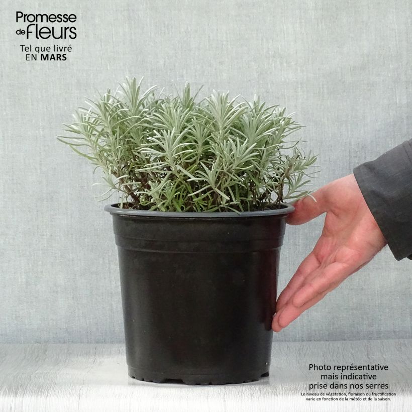 Spécimen de Lavande intermedia Phenomenal (Niko) - Lavandin Pot de 4L/5L tel que livré au printemps
