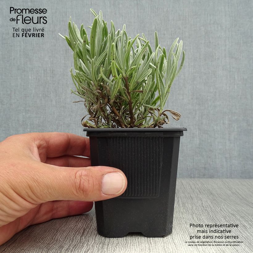 Spécimen de Lavande intermedia Platinum Blonde - Lavandin Godet de 8/9 cm tel que livré en automne