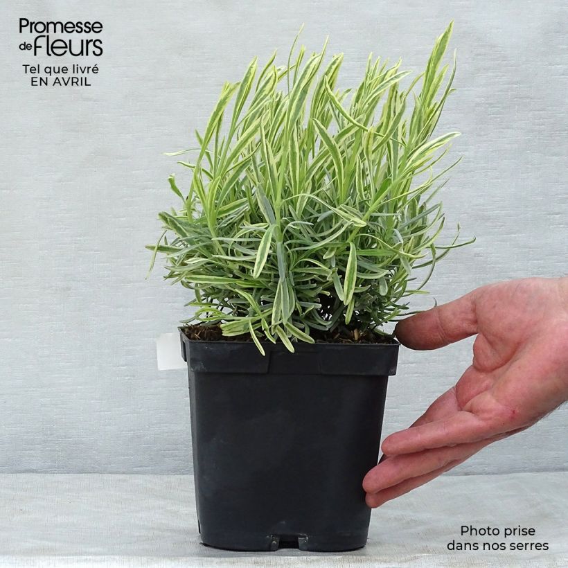 Spécimen de Lavande intermedia Platinum Blonde - Lavandin Pot de 1,5L/2L tel que livré au printemps