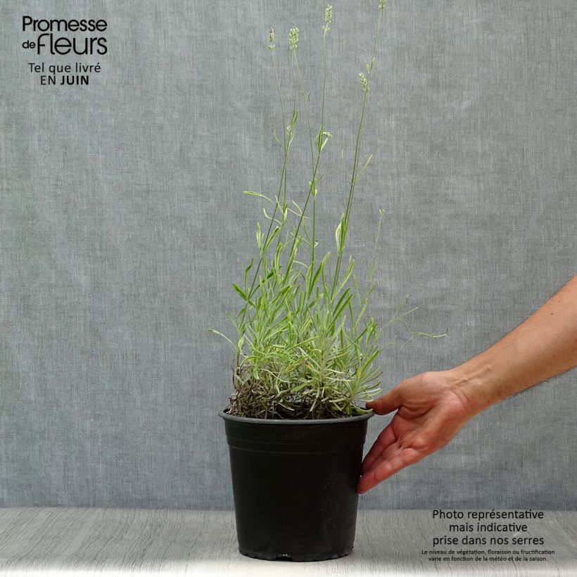 Spécimen de Lavande intermedia Platinum Blonde - Lavandin Pot de 4L/5L tel que livré en été