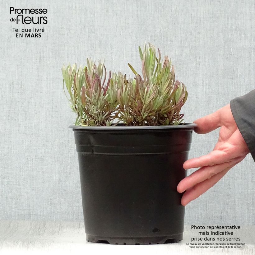 Spécimen de Lavande intermedia Platinum Blonde - Lavandin Pot de 4L/5L tel que livré au printemps