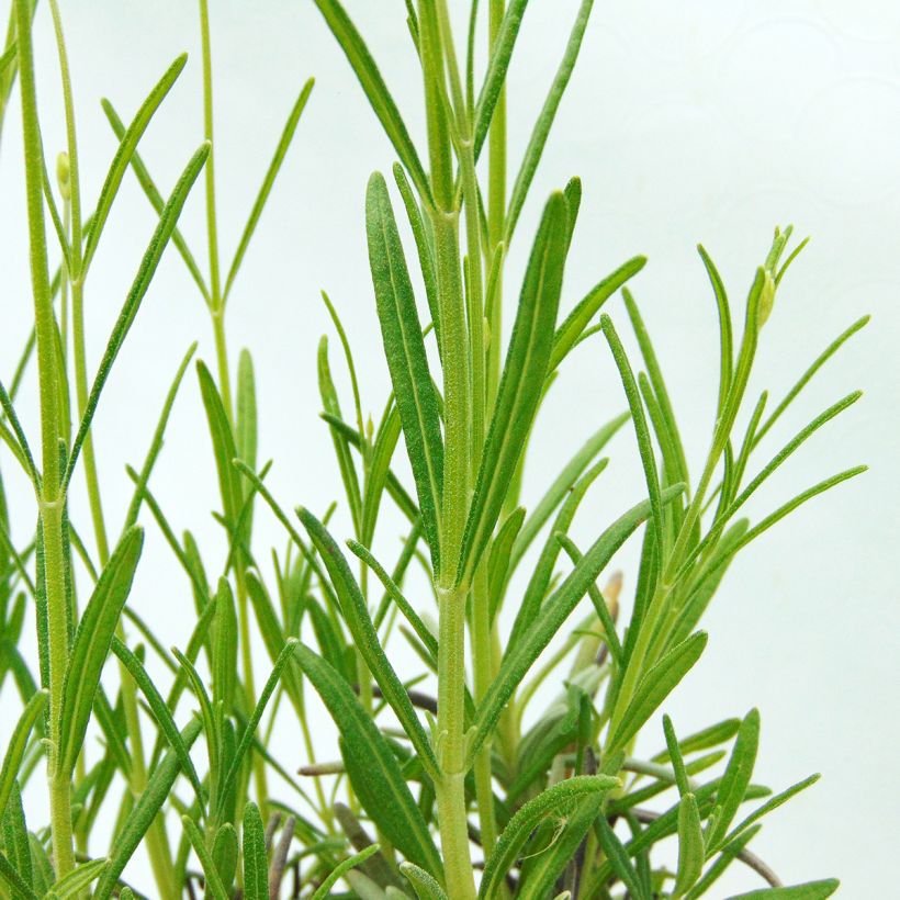 Lavande Vraie - Lavandula officinalis (Feuillage)