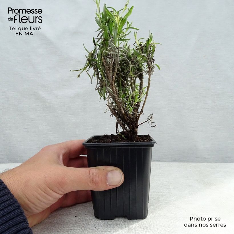 Spécimen de Lavande Vraie - Lavandula officinalis Godet de 9cm tel que livré au printemps