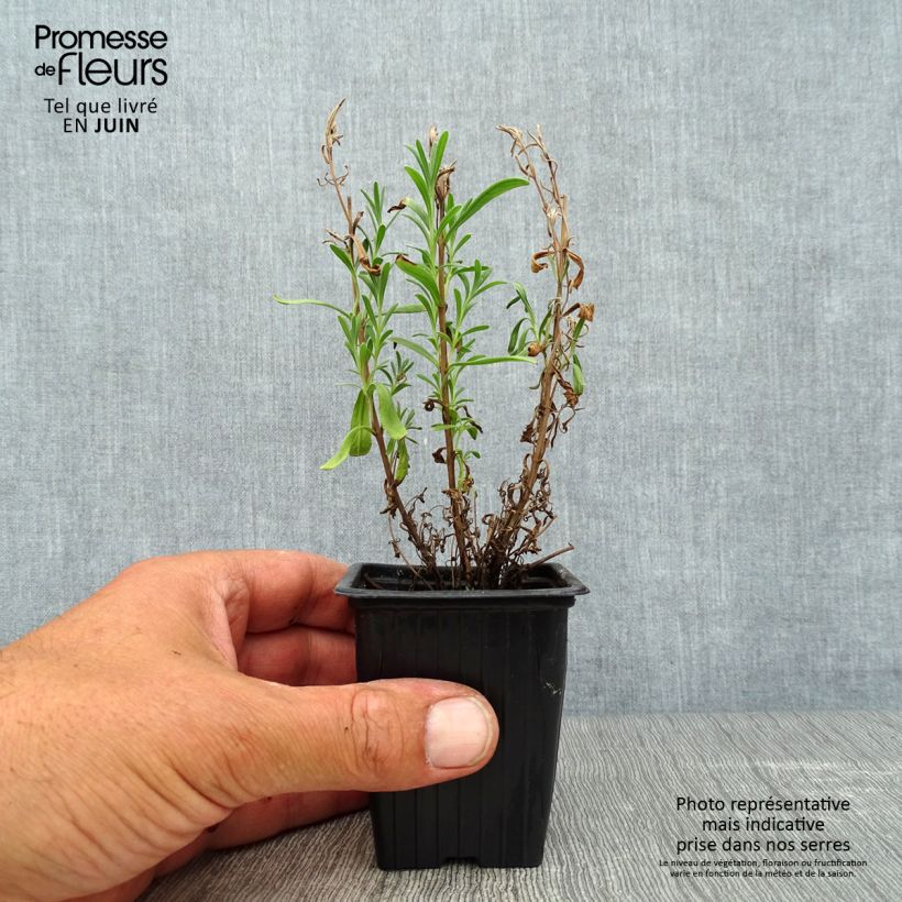 Spécimen de Lavande Vraie - Lavandula officinalis Godet de 7/8 cm tel que livré en été