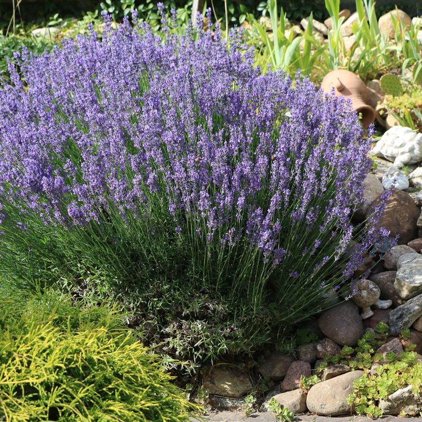 Lavande Vraie - Lavandula officinalis (Port)