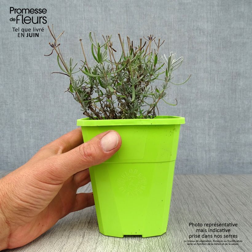 Spécimen de Lavande angustifolia Bleu de Gien Pot de 1L/1,5L tel que livré en été