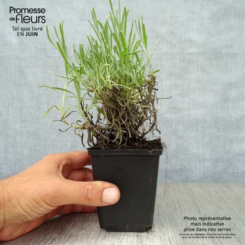 Spécimen de Lavande angustifolia Munstead Godet de 8/9 cm tel que livré en été