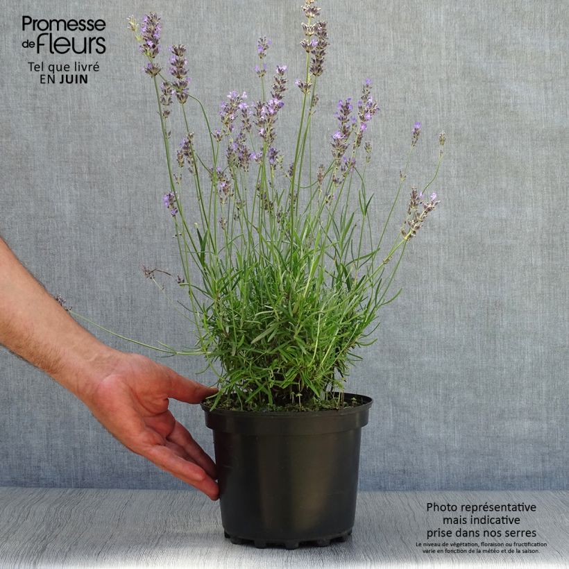 Spécimen de Lavande angustifolia Munstead Pot de 2L/3L tel que livré en été