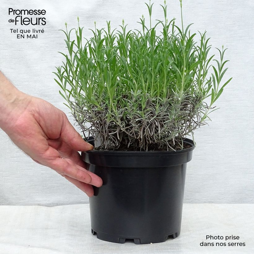 Spécimen de Lavande angustifolia Munstead en Pot de 3L tel que livré au printemps