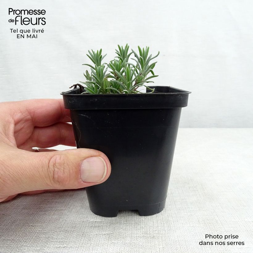 Spécimen de Lavande angustifolia Munstead en Godet de 9cm tel que livré au printemps