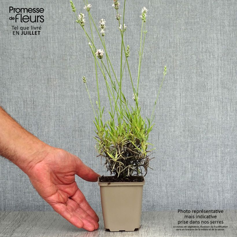 Spécimen de Lavande angustifolia Silbermöwe Godet de 8/9 cm tel que livré en été