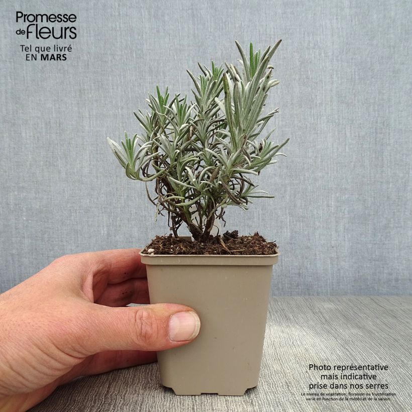 Spécimen de Lavande angustifolia Silbermöwe Godet de 8/9 cm tel que livré au printemps