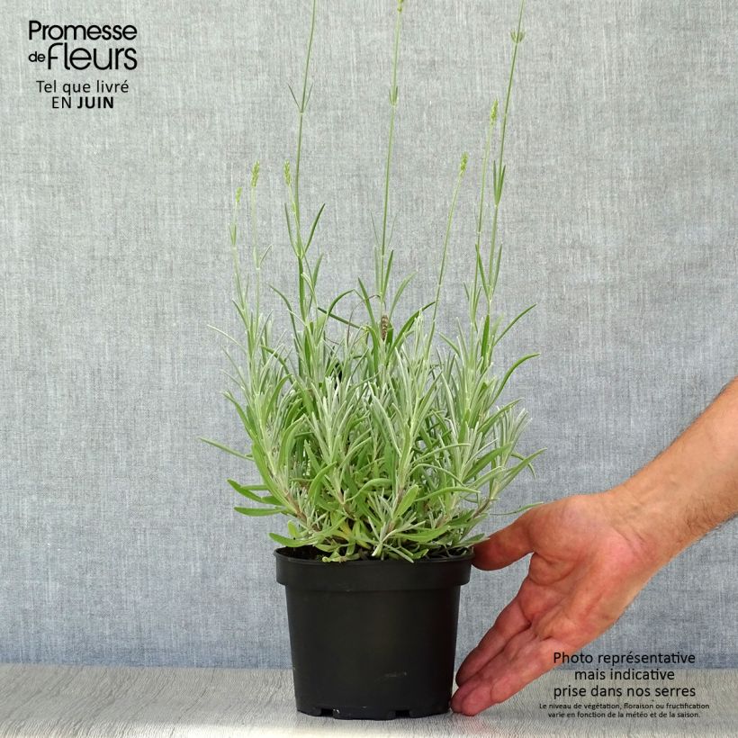 Spécimen de Lavande aspic ou à larges feuilles - Lavandula latifolia Pot de 1,5L/2L tel que livré en été