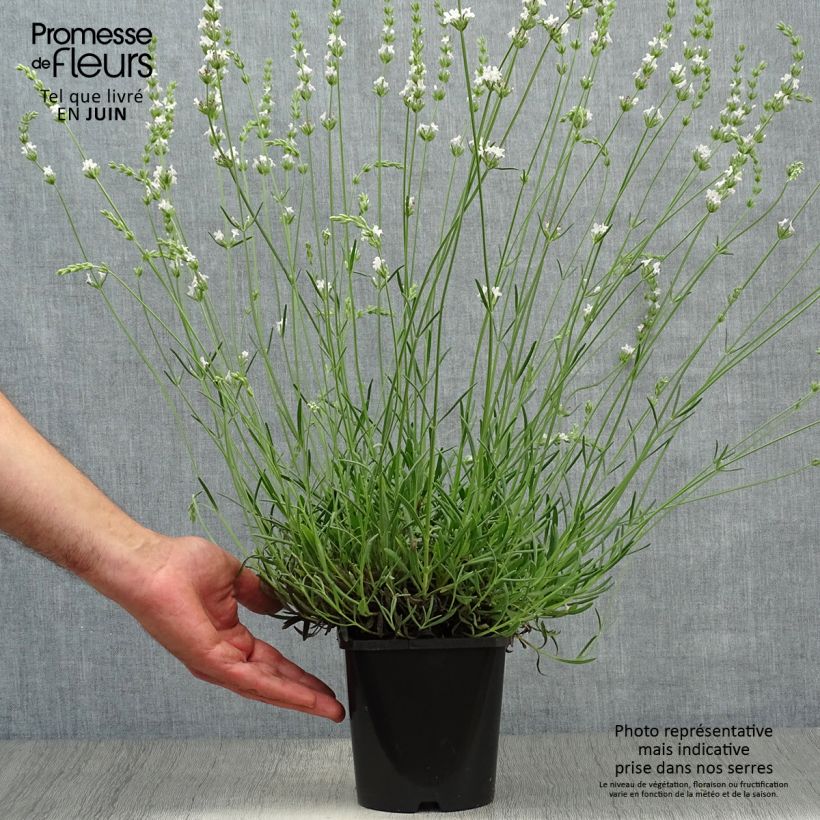 Spécimen de Lavande intermedia Edelweiss - Lavandin Pot de 1,5L/2L tel que livré en été