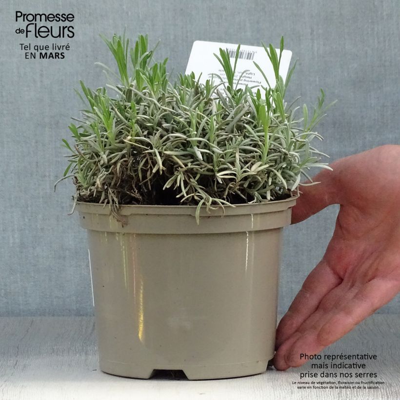Spécimen de Lavande intermedia Edelweiss - Lavandin Pot de 1,5L/2L tel que livré au printemps