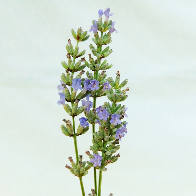 Lavandin - Lavandula intermedia Grappenhall (Floraison)