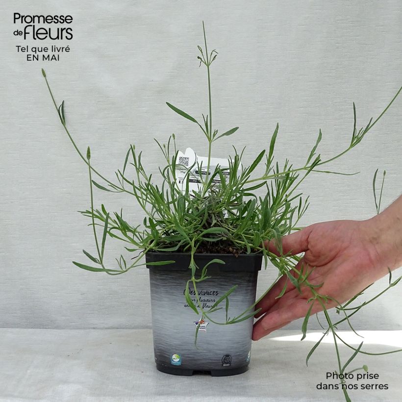 Spécimen de Lavande intermedia Grosso - Lavandin Pot de 2L/3L tel que livré au printemps
