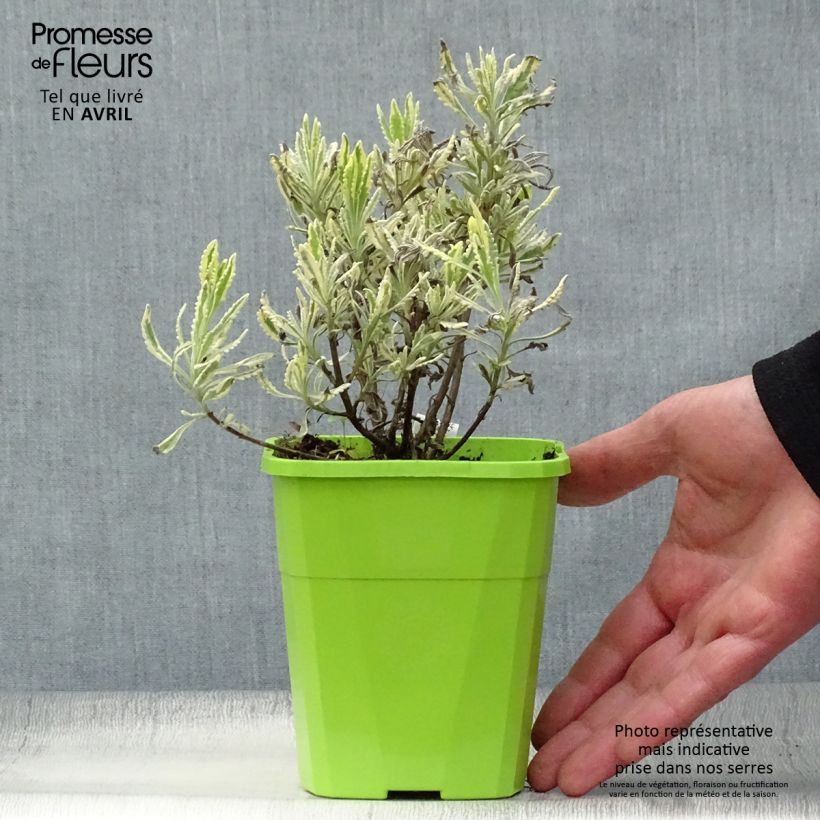 Spécimen de Lavande hybride Meerlo - Lavandula allardii Pot de 1,5L tel que livré au printemps