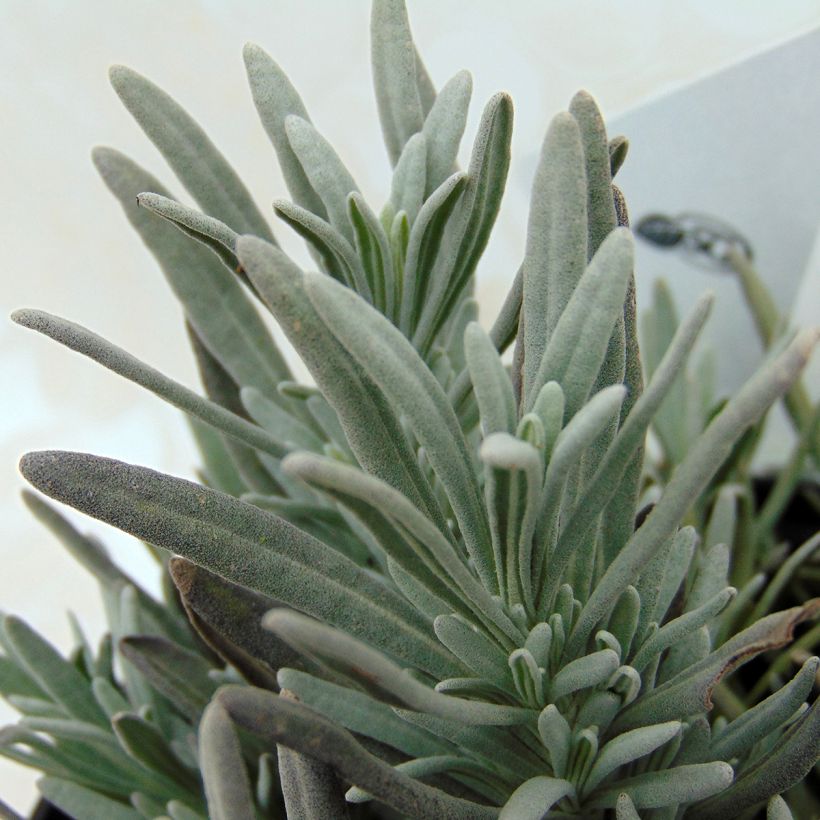 Lavande hybride, Lavandin - Lavandula intermedia Edelweiss (Feuillage)