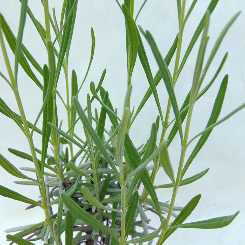 Lavande hybride, Lavandin - Lavandula intermedia Grosso (Feuillage)