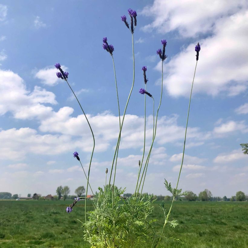 Lavandula pinnata var. Pinnata - Lavande pennée de Canaries (Port)