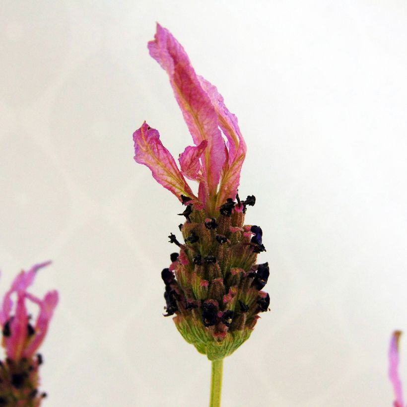 Lavande papillon - Lavandula stoechas (Floraison)