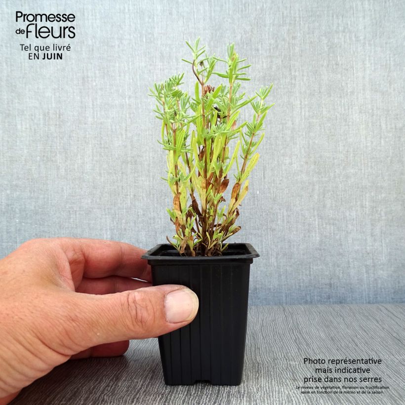 Spécimen de Lavande papillon - Lavandula stoechas Godet de 7/8 cm tel que livré en été