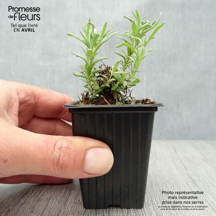 Spécimen de Lavande papillon - Lavandula stoechas Godet de 7/8cm tel que livré au printemps