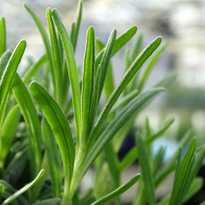 Lavande vraie - Lavandula angustifolia Alba (Feuillage)