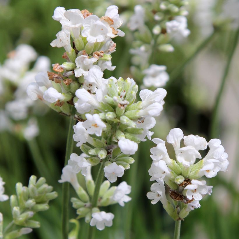 Lavande vraie - Lavandula angustifolia Alba (Floraison)