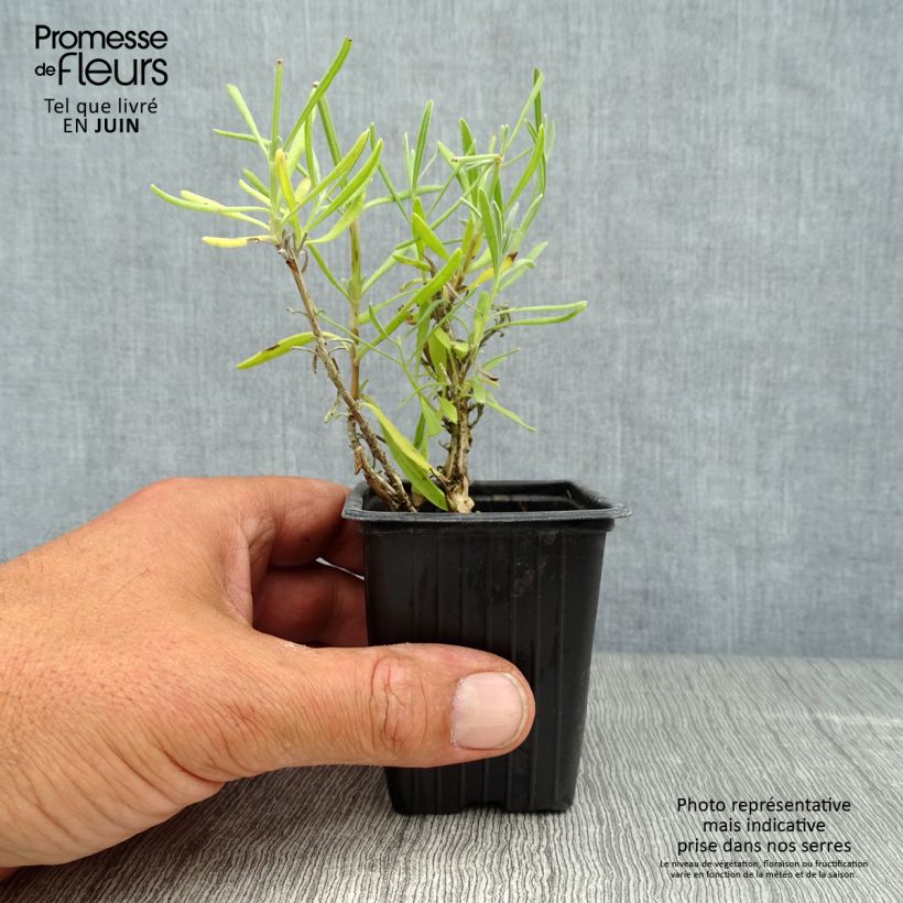 Spécimen de Lavande vraie - Lavandula angustifolia Alba Godet de 7/8 cm tel que livré en été