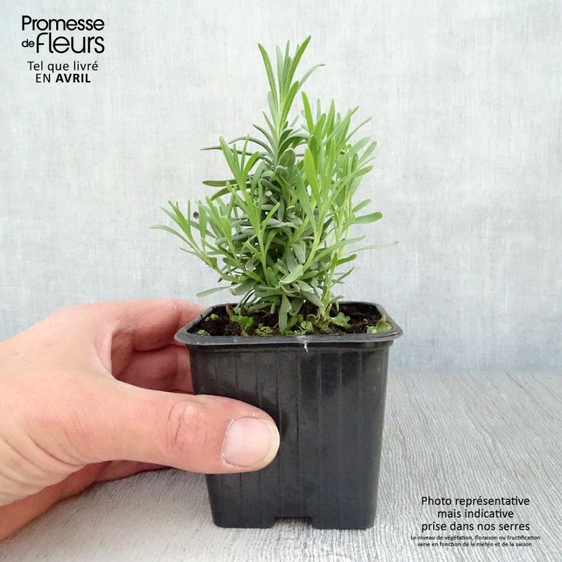 Spécimen de Lavande vraie - Lavandula angustifolia Alba en godet de 8 cm tel que livré au printemps