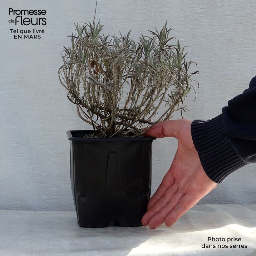 Spécimen de Lavande vraie - Lavandula angustifolia Alba en pot de 2/3 litres tel que livré au printemps