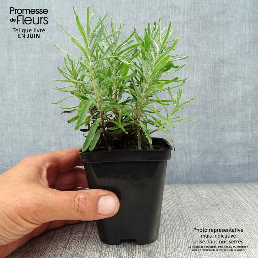Spécimen de Lavande vraie - Lavandula angustifolia Dwarf Blue Godet de 8/9 cm tel que livré en été