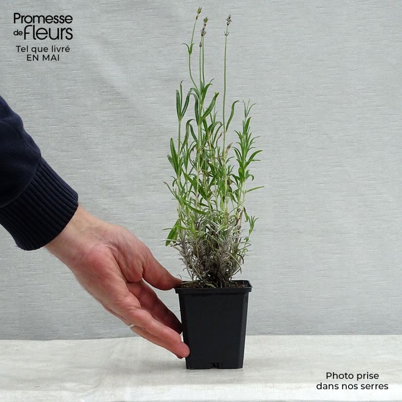 Spécimen de Lavande vraie - Lavandula angustifolia Dwarf Blue en godet tel que livré au printemps