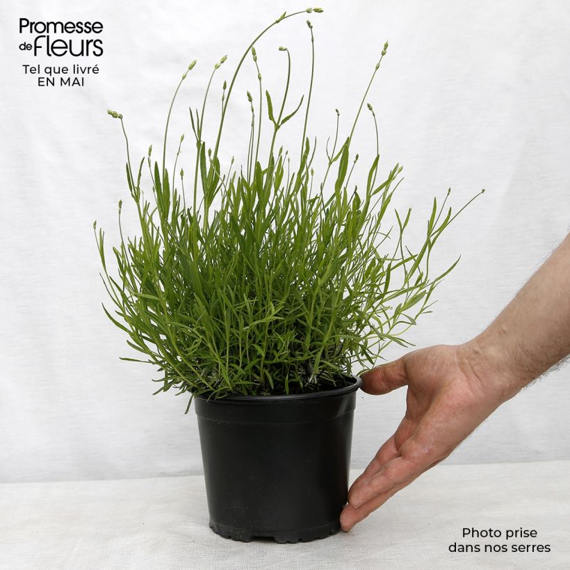 Spécimen de Lavande vraie - Lavandula angustifolia Dwarf Blue en pot de 2L tel que livré au printemps