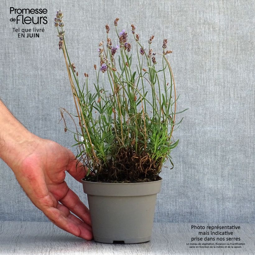 Spécimen de Lavande vraie - Lavandula angustifolia Hidcote Pot de 12 cm / 13 cm tel que livré en été