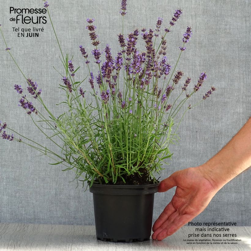 Spécimen de Lavande vraie - Lavandula angustifolia Hidcote Pot de 1,5L/2L tel que livré en été