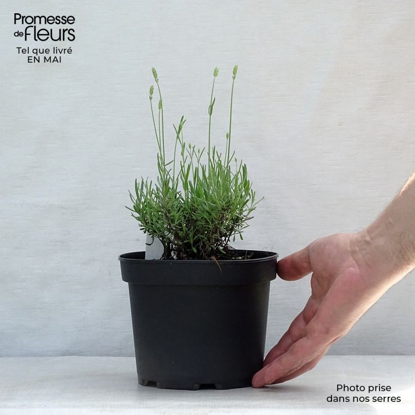 Spécimen de Lavande vraie - Lavandula angustifolia Hidcote en pot de 1.5L/2L tel que livré au printemps