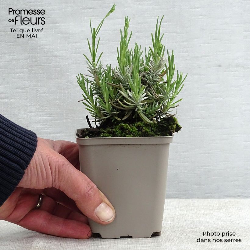 Spécimen de Lavande vraie - Lavandula angustifolia Hidcote en godet de 9cm tel que livré au printemps