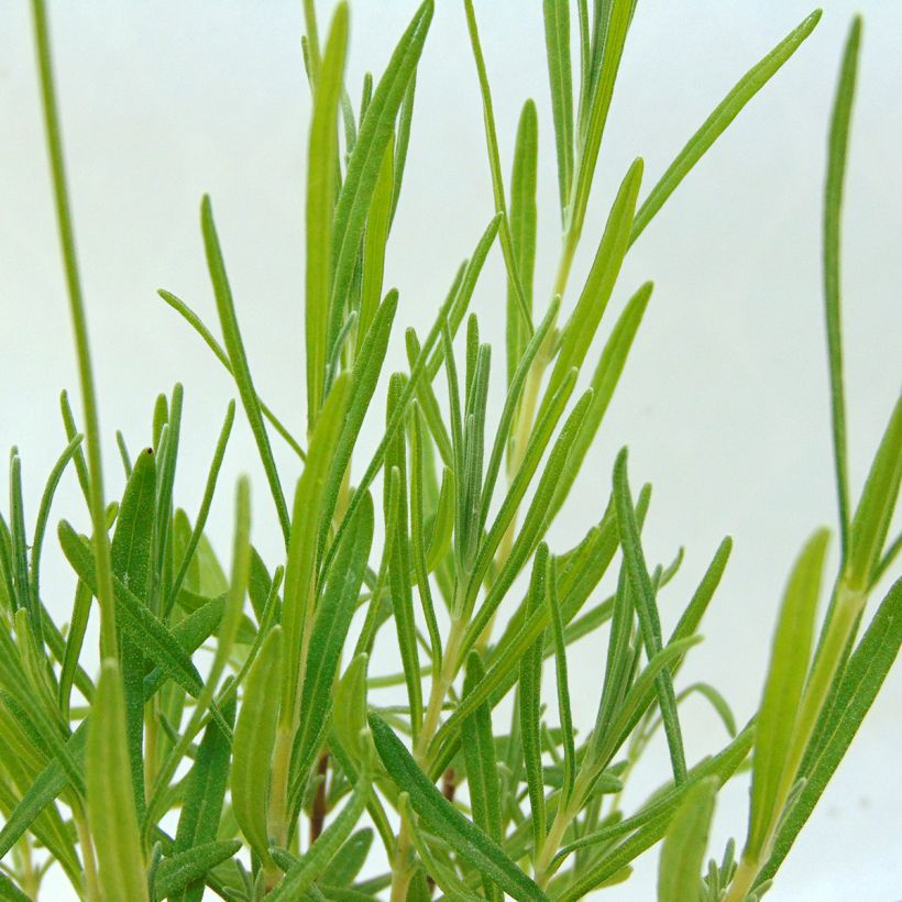 Lavande vraie - Lavandula angustifolia Rosea (Feuillage)