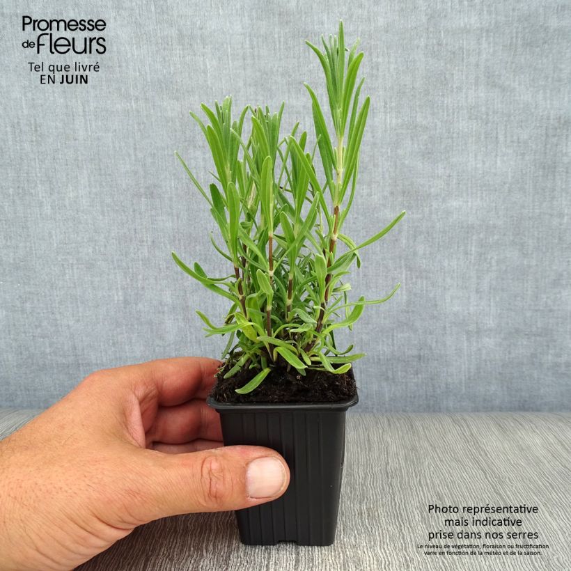 Spécimen de Lavande vraie - Lavandula angustifolia Rosea Godet de 7/8 cm tel que livré en été