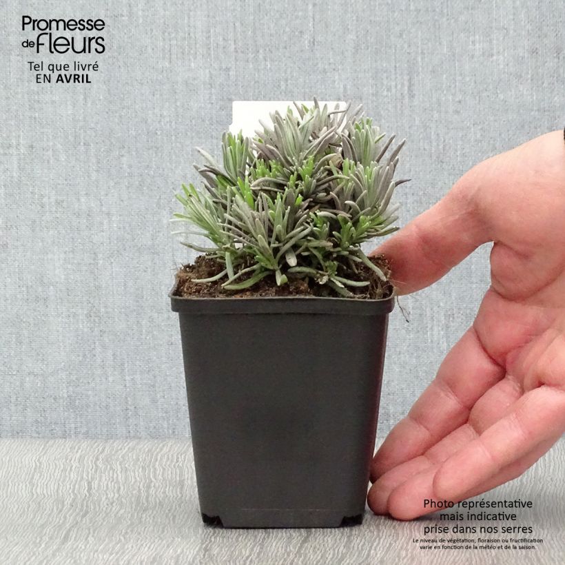 Spécimen de Lavande vraie - Lavandula angustifolia Rosea en godet tel que livré au printemps