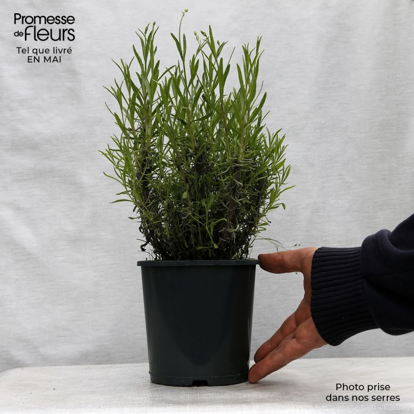 Spécimen de Lavande vraie - Lavandula angustifolia Rosea en pot de 2/3 litres tel que livré au printemps