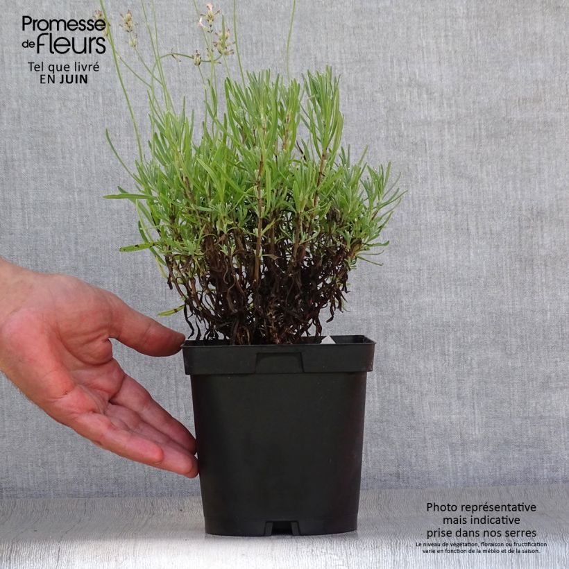 Spécimen de Lavande vraie - Lavandula angustifolia Rosea Pot de 2L/3L tel que livré en été