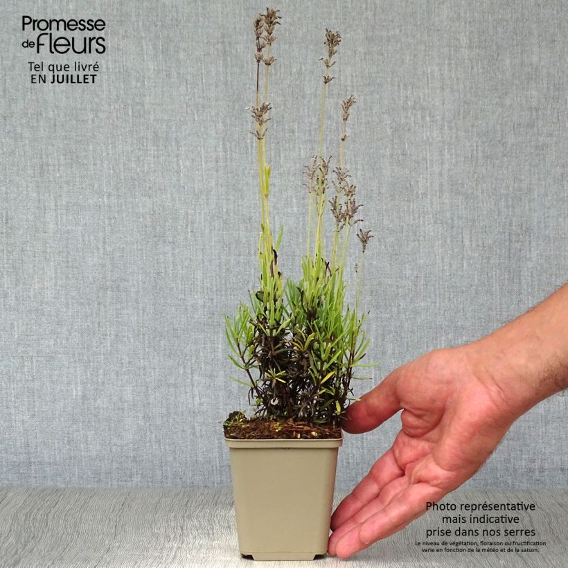 Spécimen de Lavande vraie Middachten - Lavandula angustifolia Middachten tel que livré en ete