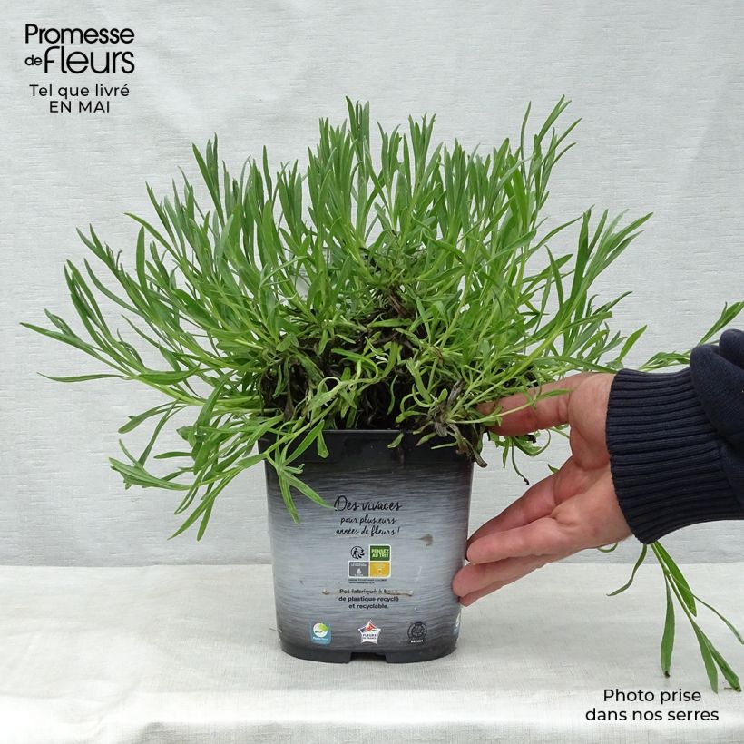 Spécimen de Lavande intermedia Dutch group - Lavandin Pot de 2L/3L tel que livré au printemps