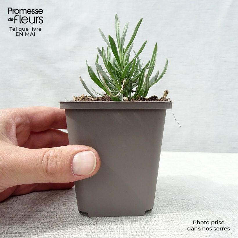 Spécimen de Lavande intermedia Dutch group - Lavandin Godet de 8/9 cm tel que livré au printemps