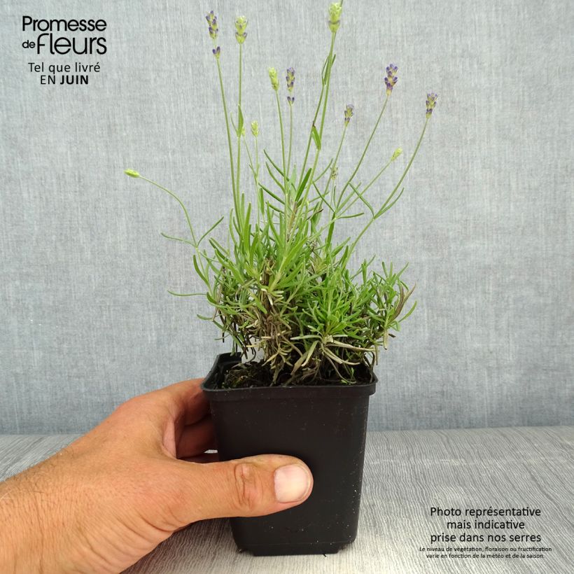 Spécimen de Lavandula angustifolia Blue Jeans - Lavande vraie - Godet de 8/9 cm tel que livré au printemps