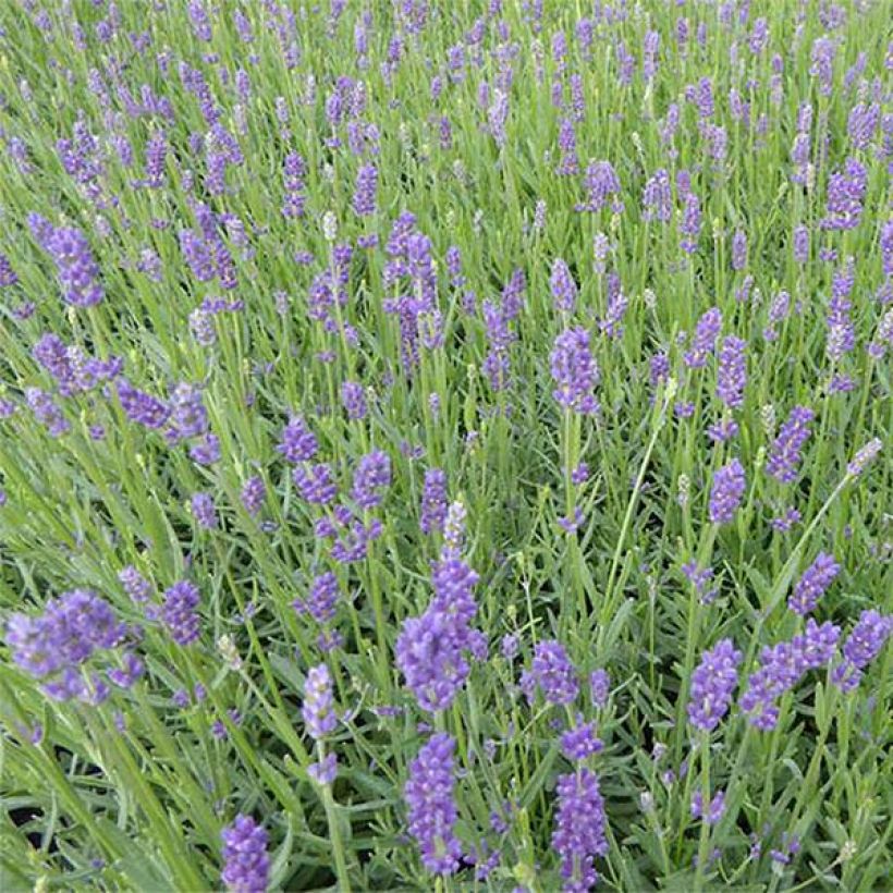 Lavandula angustifolia Essence Purple - Lavande vraie (Floraison)